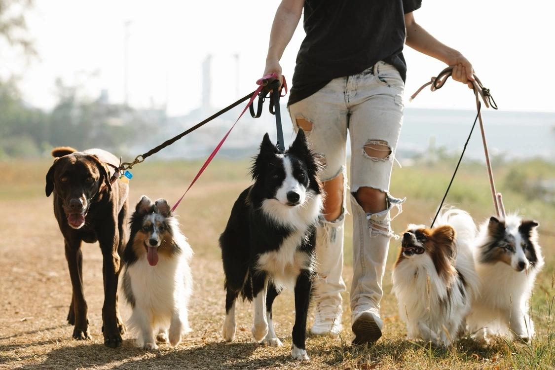 Animaux de compagnie : quel type d'assurance choisir ?